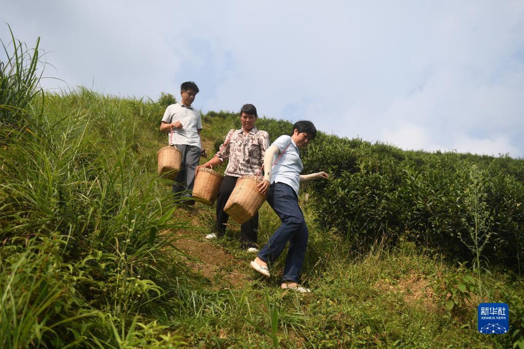 在廣西蒼梧縣六堡鎮(zhèn)山坪村，祝雪蘭（前）和村民采茶后走下茶山（2022年9月22日攝）。新華社記者 陸波岸 攝